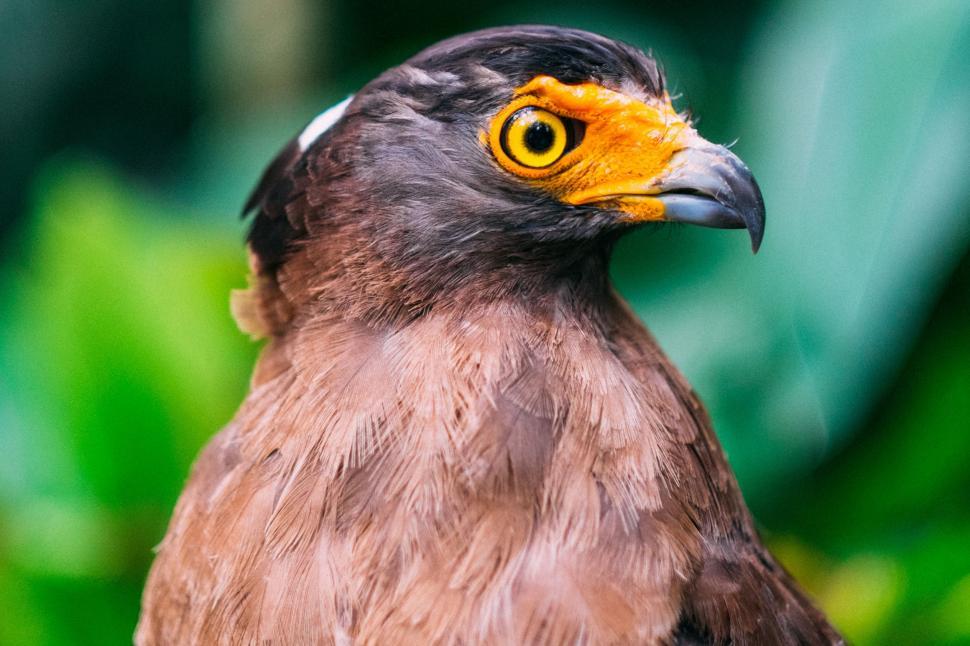Free Image of Close Up of a Bird of Prey 