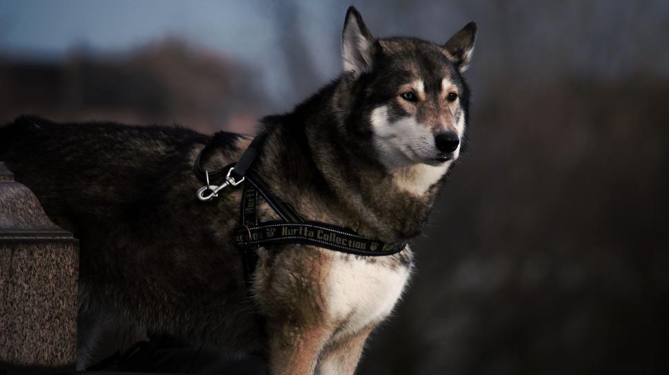 Free Image of Black and White Dog With Collar and Leash 