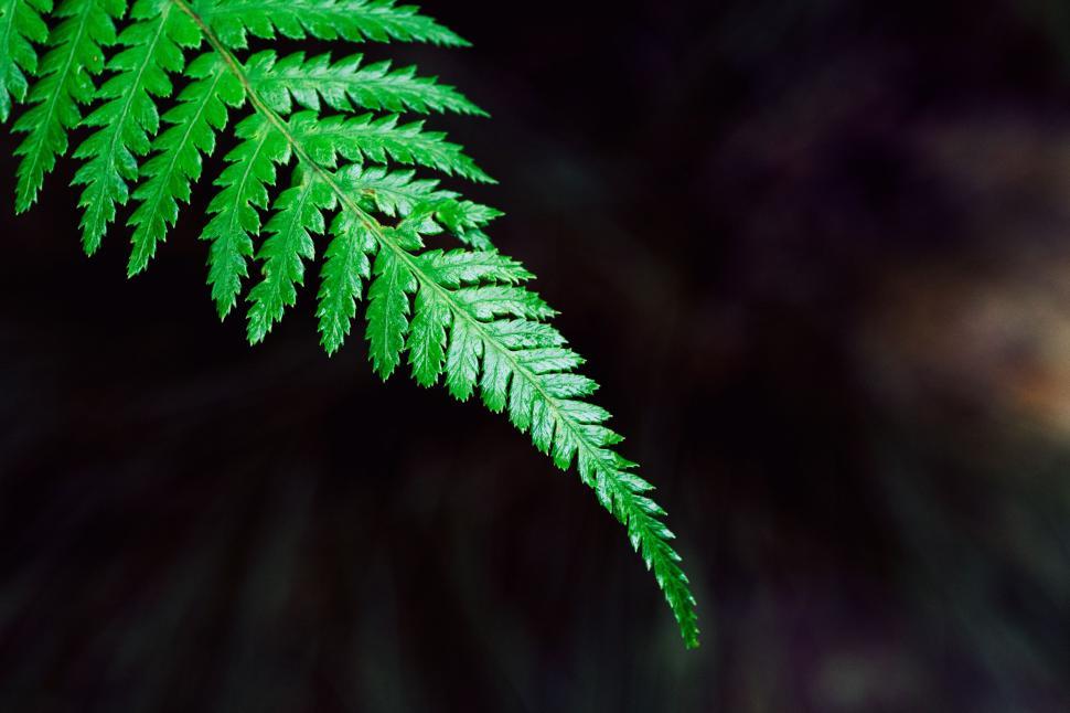 Free Image of Close Up of a Green Leaf on Black Background 