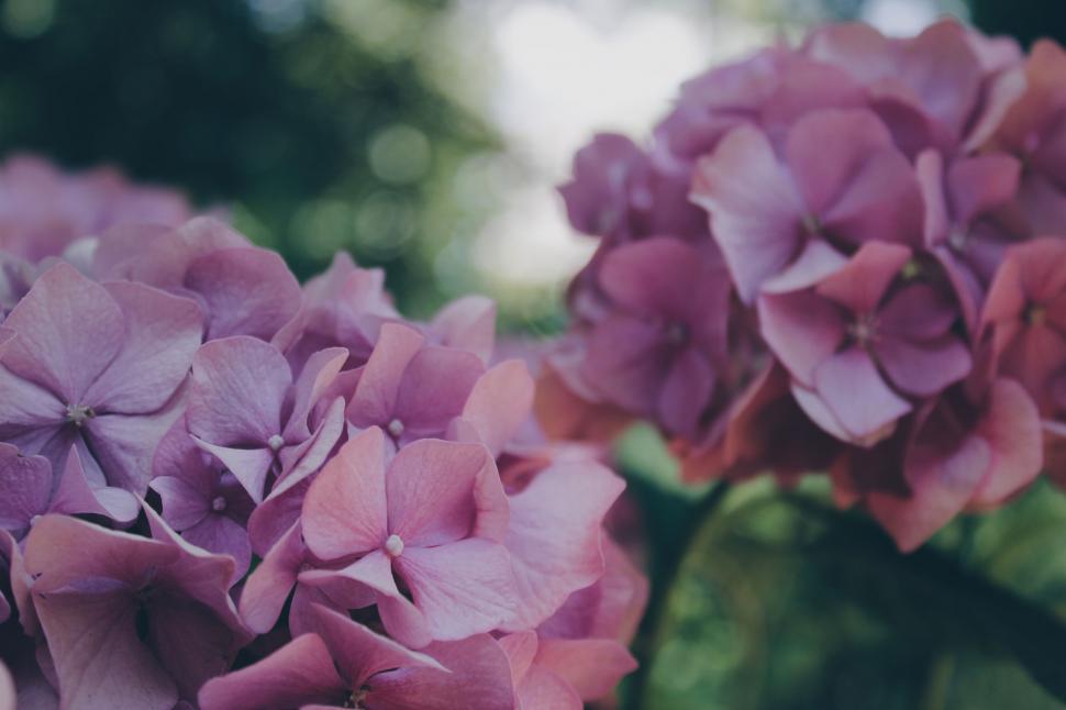 Free Image of Close Up of Purple Flowers 