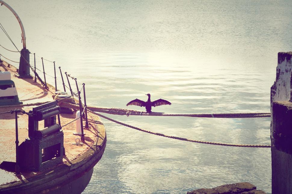 Free Image of Large Bird Flying Over Body of Water 