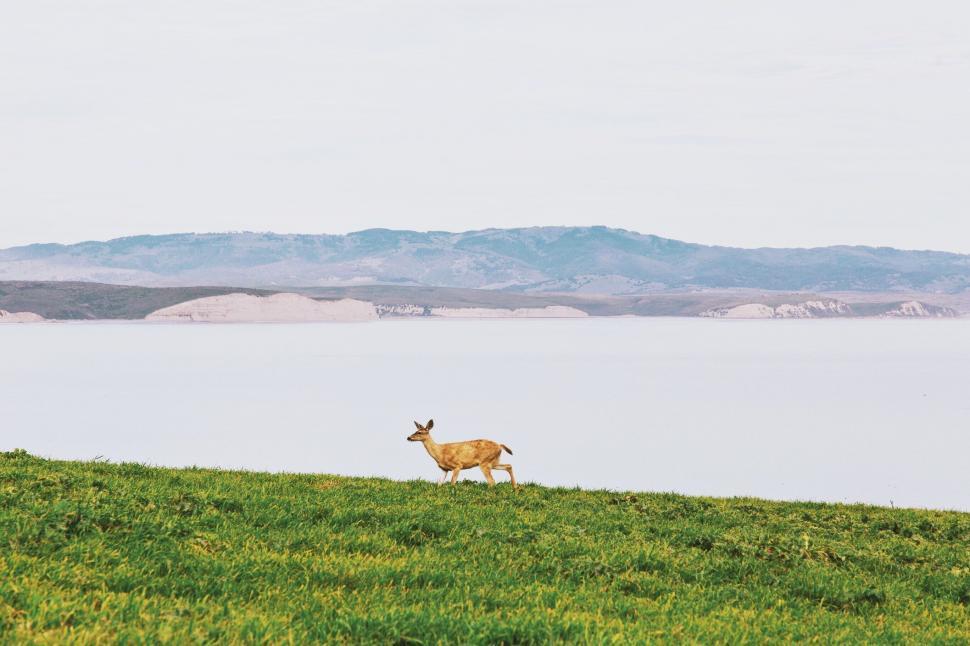 Free Image of Deer Standing on Top of Lush Green Field 