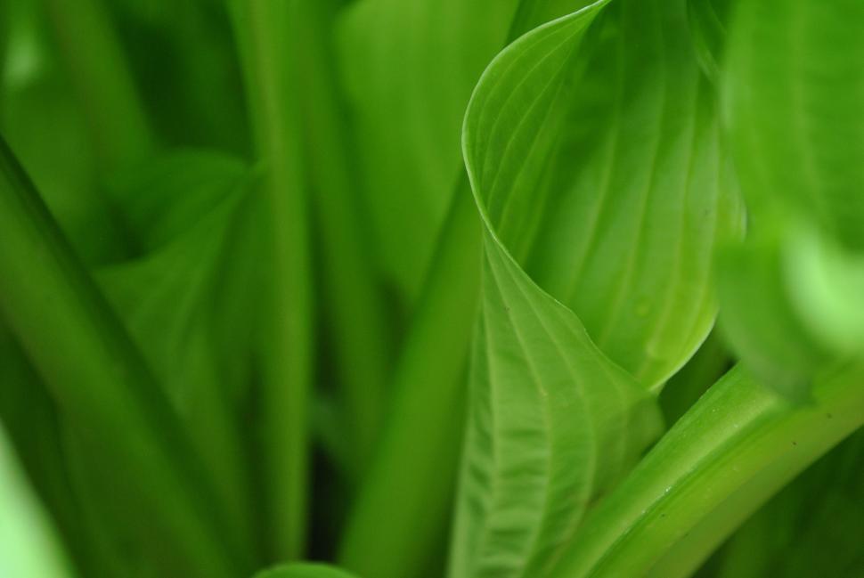 Free Image of Close Up of a Green Plant With Leaves 