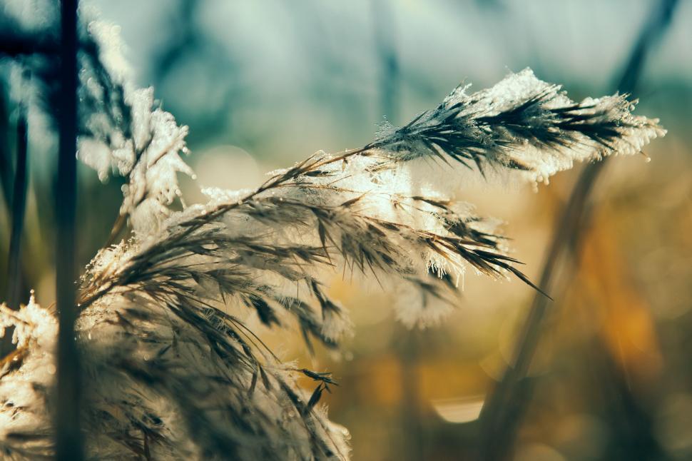 Free Image of Snow-covered Plant Close Up 