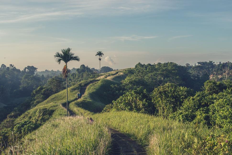Free Image of Verdant Hillside Covered in Trees and Grass 