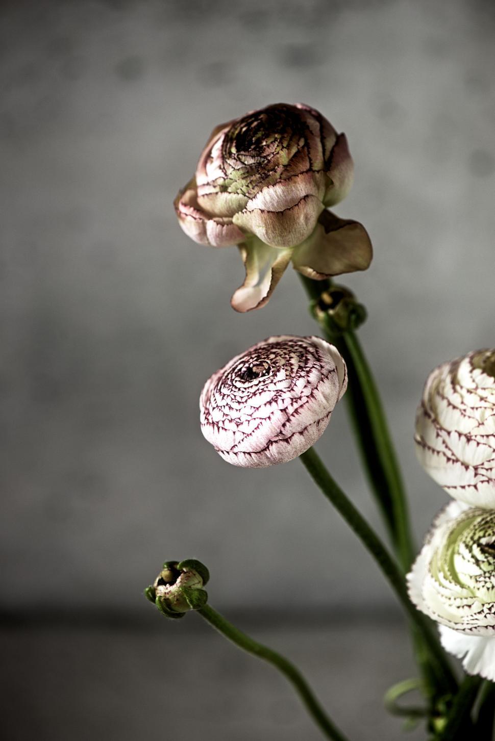 Free Image of Flowers in a Vase 