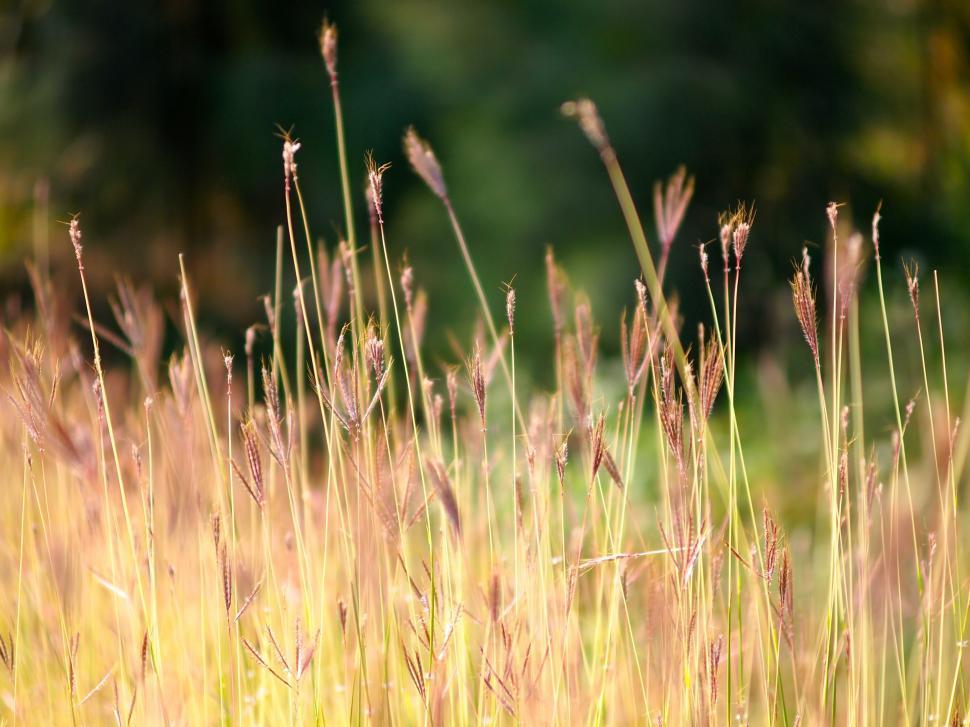 Free Image of Lush Field of Grass With Trees in the Background 