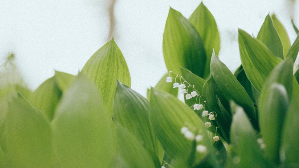 Free Image of Close-Up of Vibrant Green Leaves 