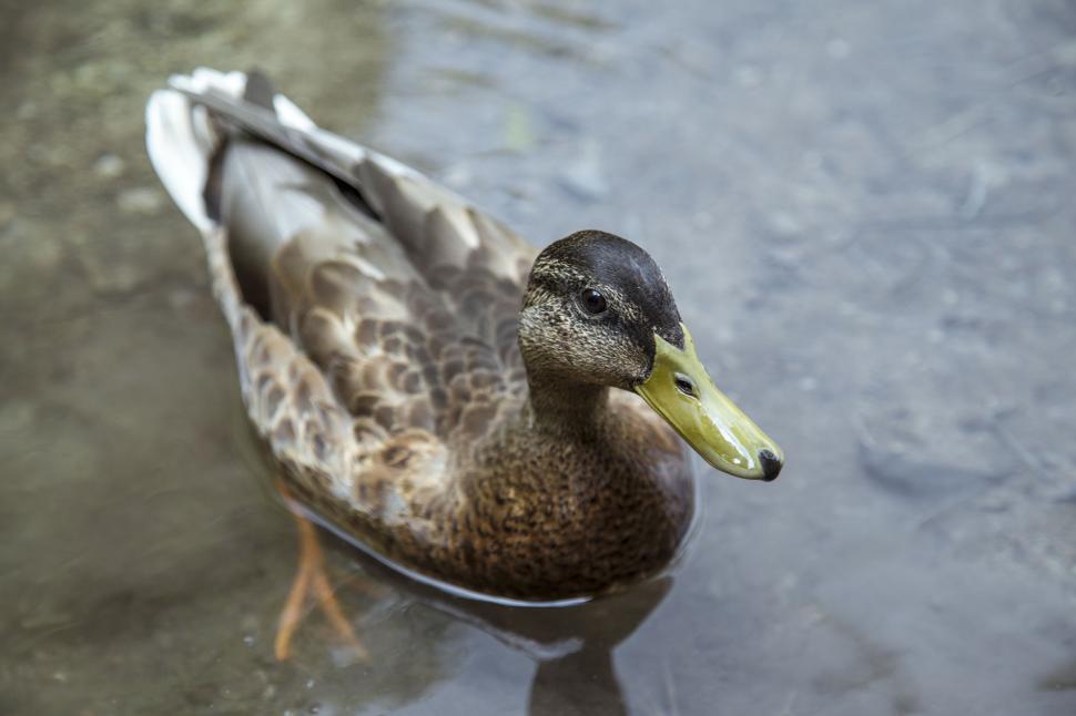 Free Image of Duck Floating on Body of Water 