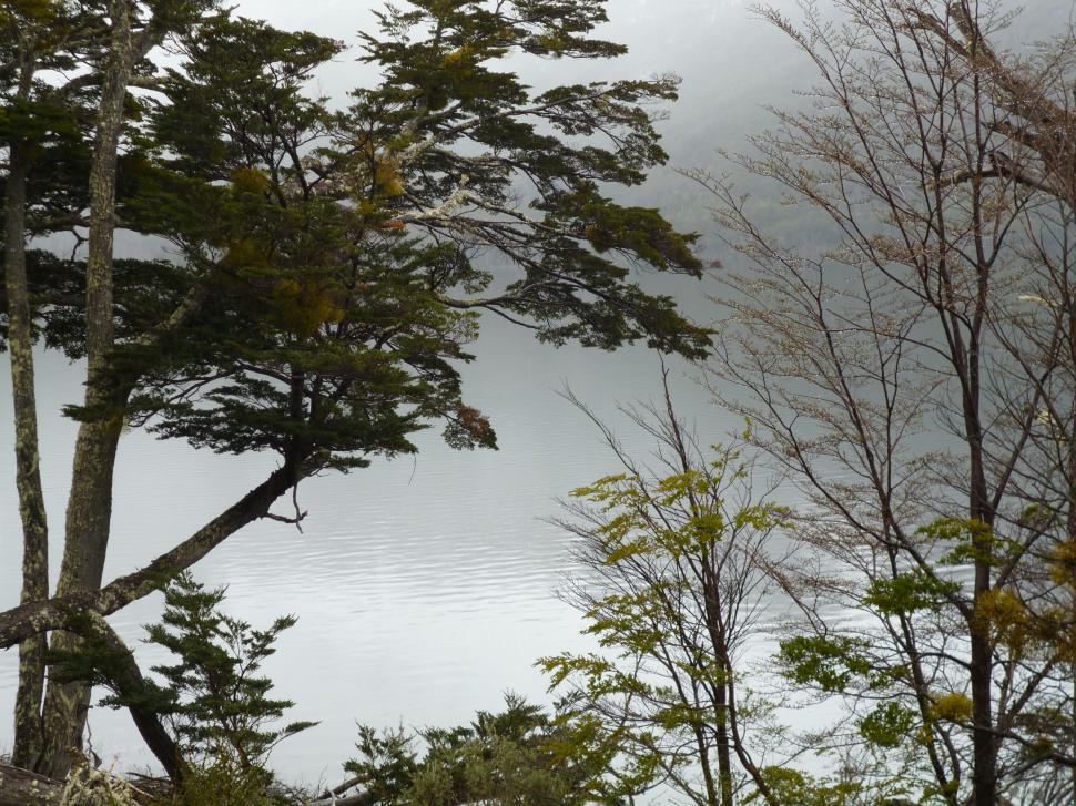 Free Image of Trees Beside Body of Water 