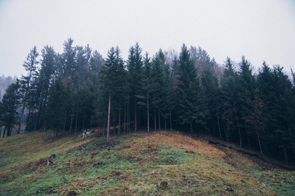 Free Image of Car Driving Down Hill With Trees in Background 