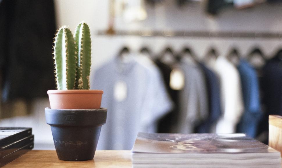 Free Image of Cactus on Wooden Table 