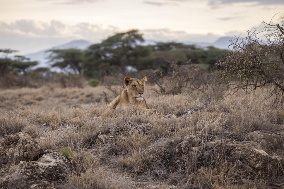 Free Image of Lion Roaming in Field With Trees 