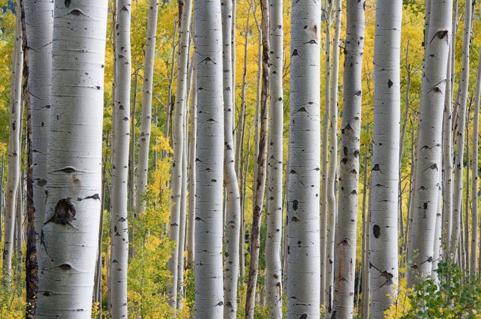 Free Image of A Forest Filled With Tall White Trees 