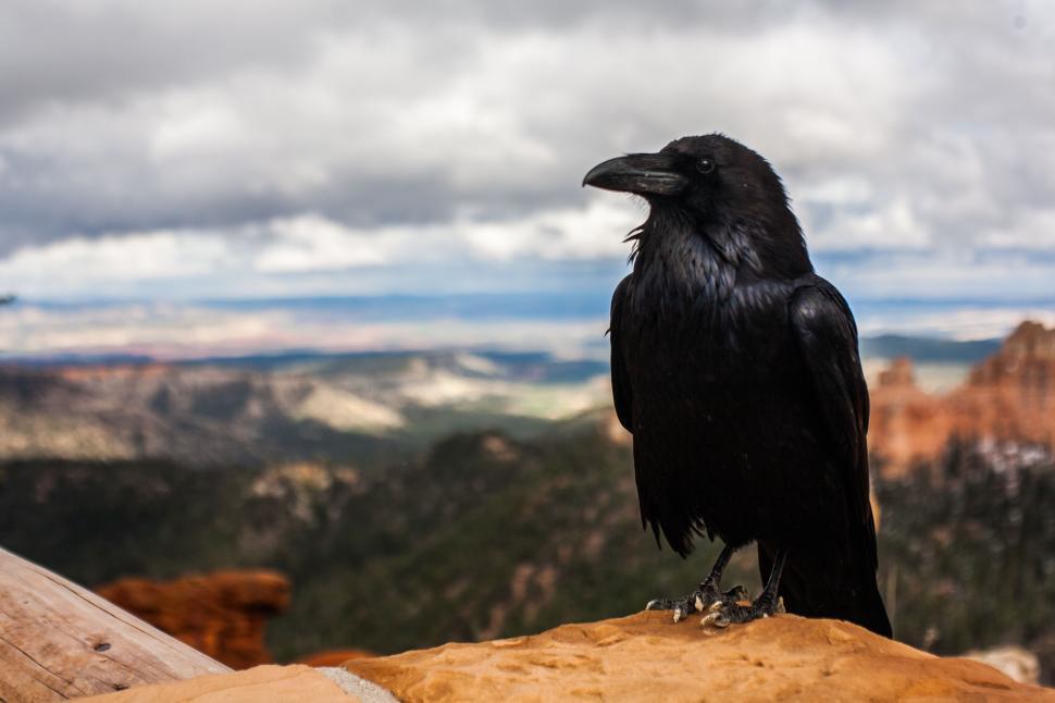 Free Image of Black Bird Perched on Wooden Log 