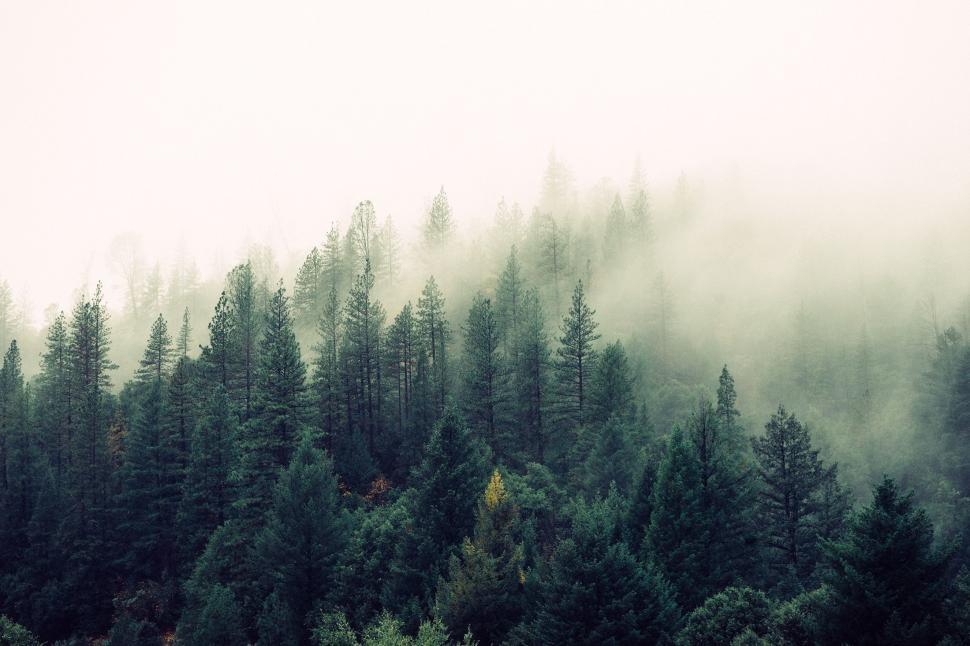 Free Image of Dense Black and White Forest Landscape 