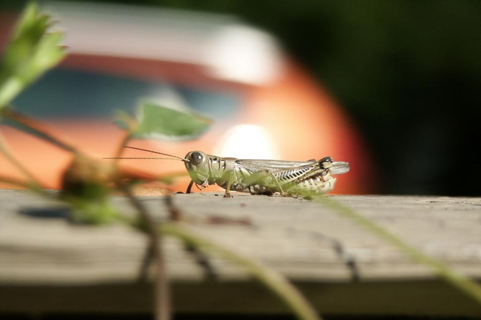 free grasshopper download