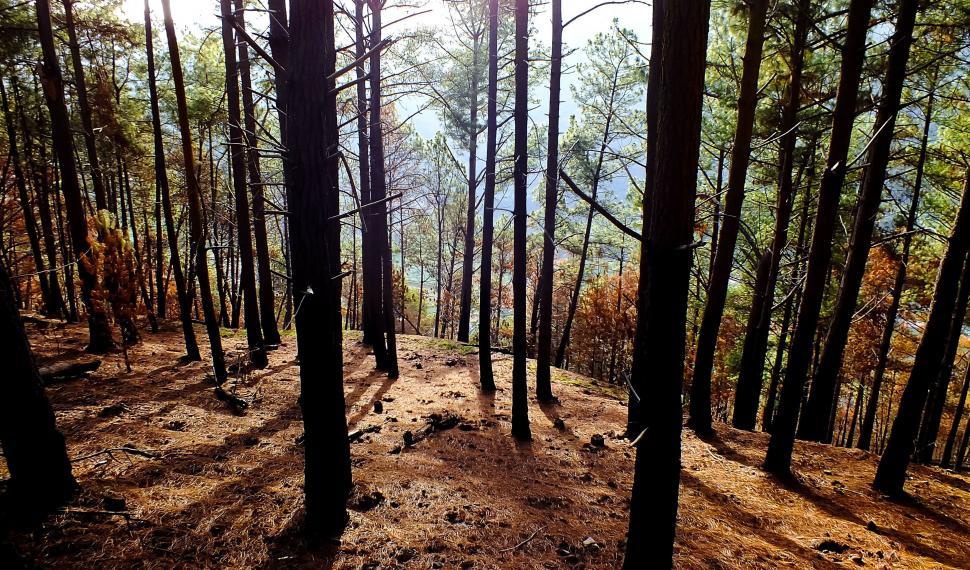 Free Image of Sun Shining Through Trees in the Woods 