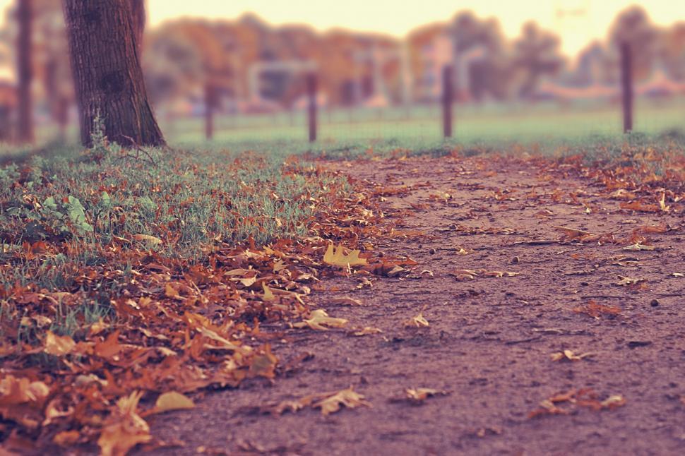 Free Image of Dirt Road With Leaves 