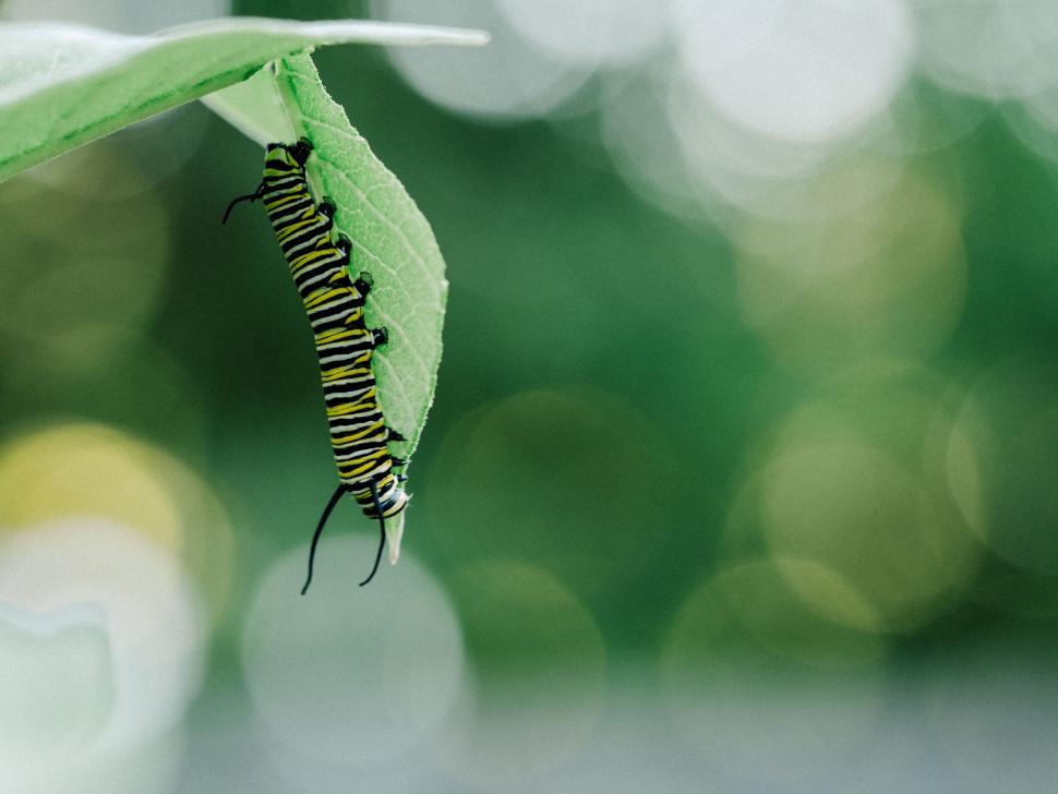 Free Stock Photo of Caterpillar Crawling on a Green Leaf | Download ...