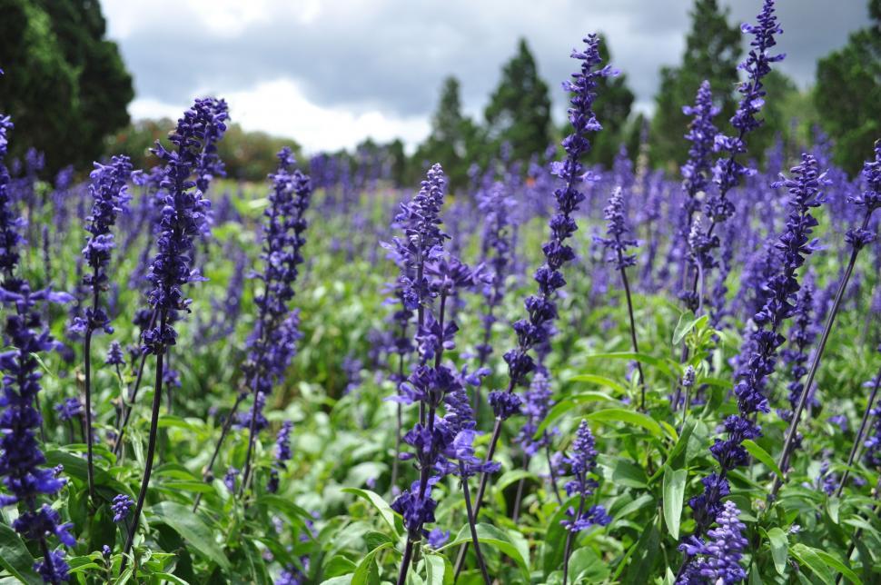 Free Image of Field of Purple Flowers on Cloudy Day 