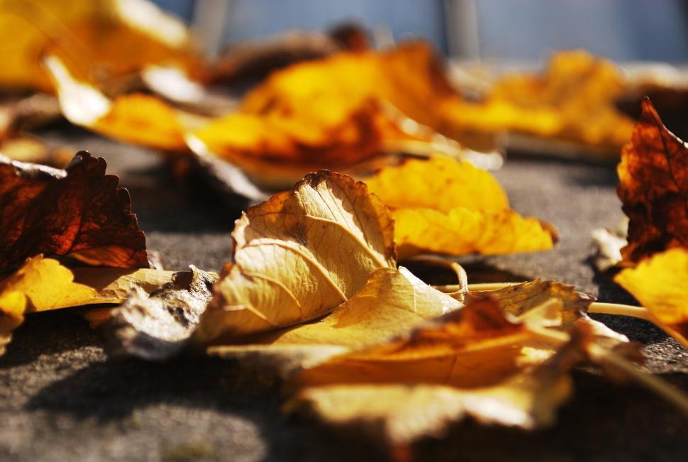 Free Image of Piles of Leaves Scattered on the Ground 