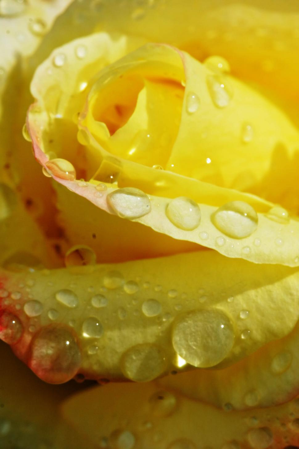 Download Free Stock Photo Of Yellow Rose In The Rain Online Download Latest Free Images And Free Illustrations Yellowimages Mockups
