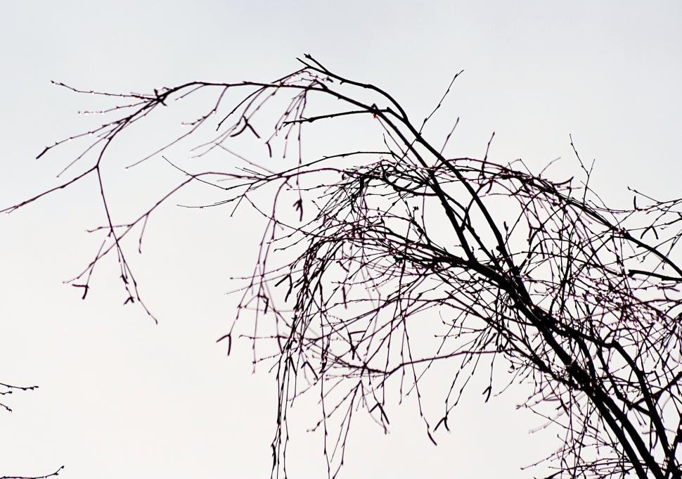 Free Image of Tree branches 