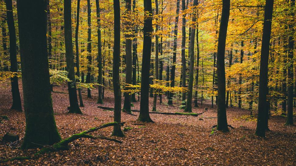 Free Image of Towering Trees in Dense Forest 