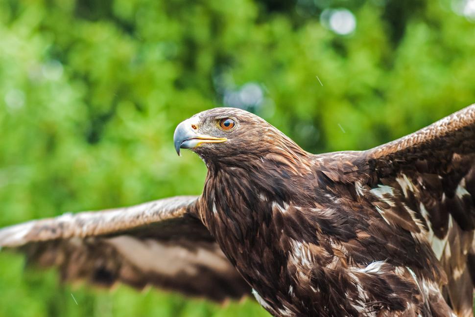 Free Image of Majestic Bird of Prey Spreading Wings 
