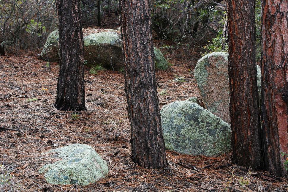 Free Image of Forest 