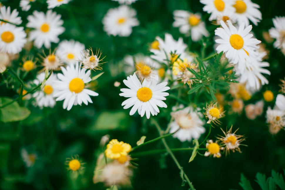 Free Image of White and Yellow Flowers in a Field 