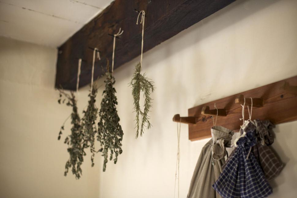 Free Image of Plants Hanging on a Wall 