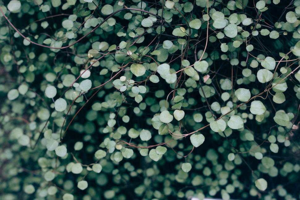 Free Image of Close Up of a Tree With Abundant Leaves 