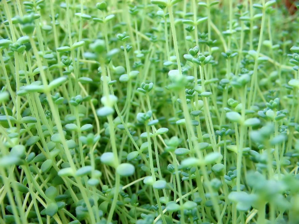 Free Image of Leaves 