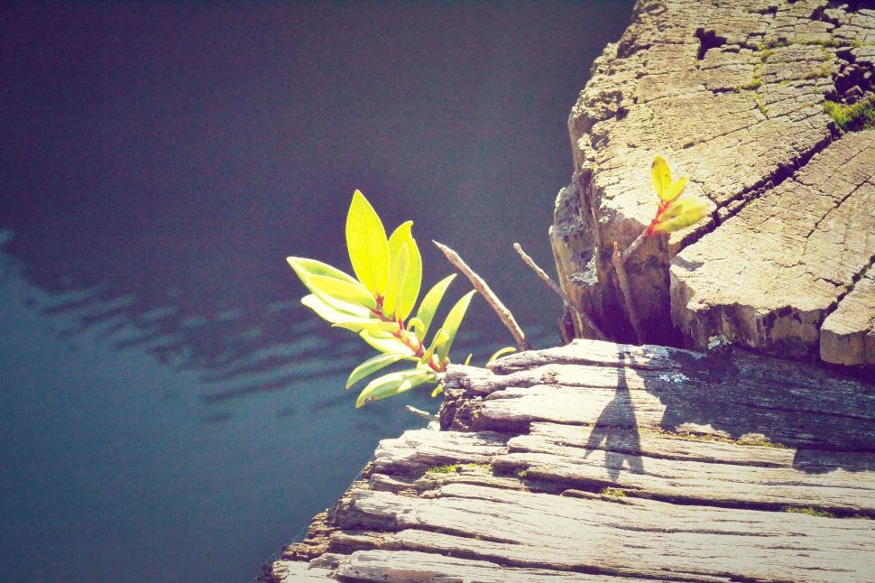 Free Image of Resilient Plant Growing in Rock Crack 