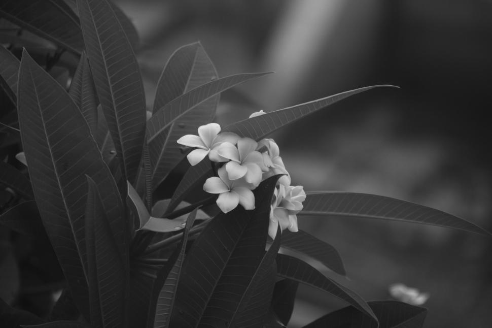 Free Image of Monochrome Flower in Bloom 