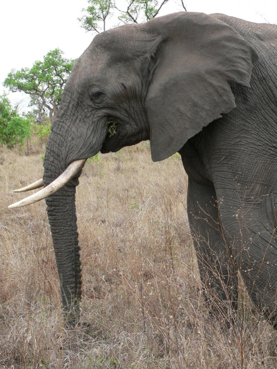 Free Image of Elephant in South African Game Reserve 