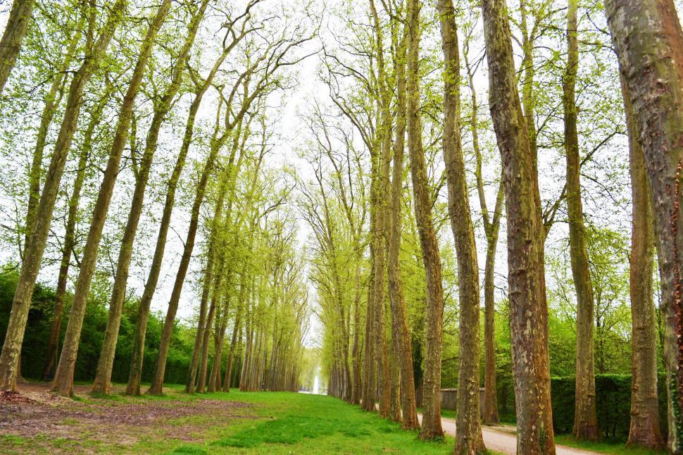 Free Stock Photo of Path Through Grove of Trees in Park | Download Free ...