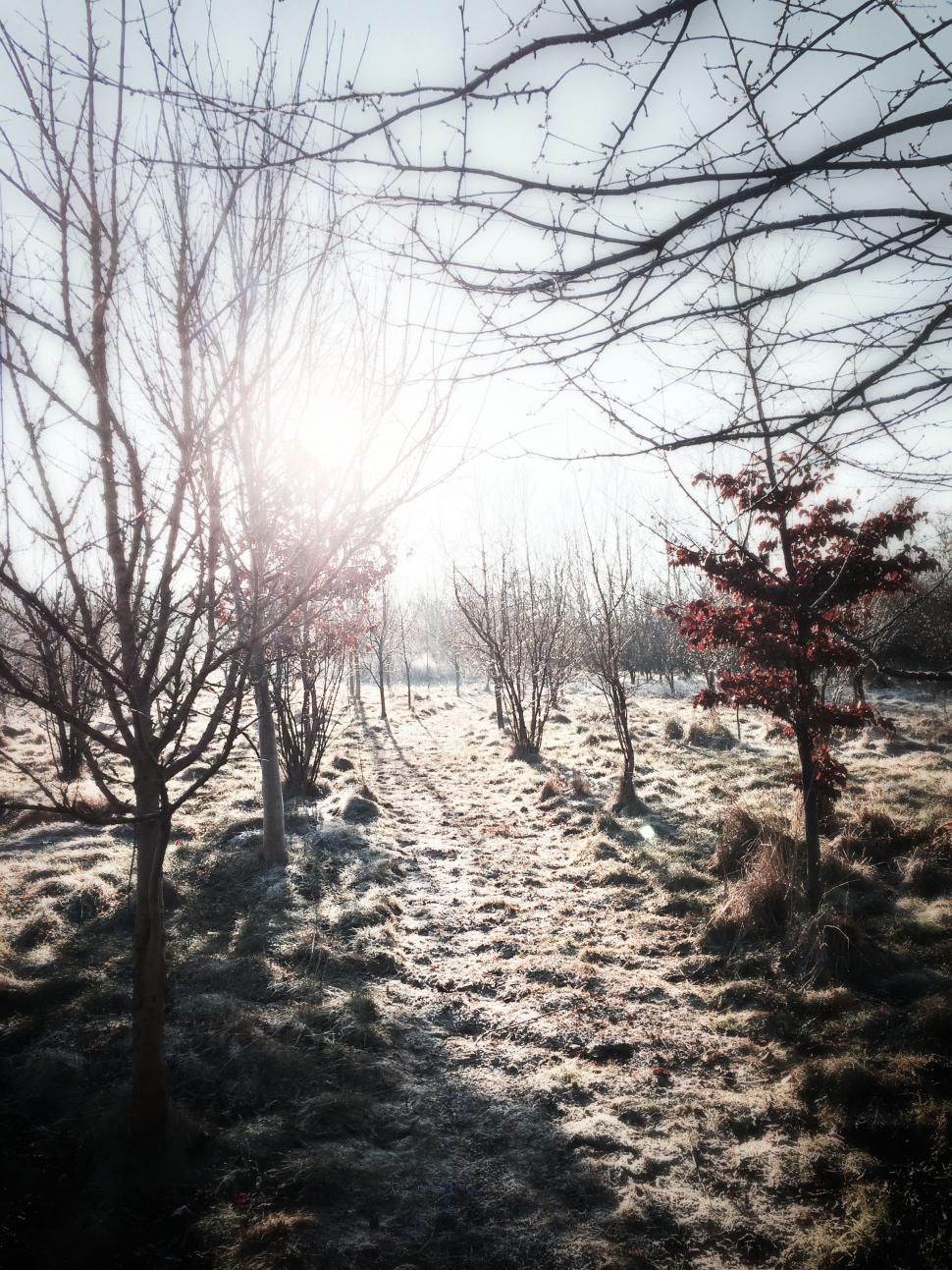 Free Image of Sun Shines Through Tree Branches 