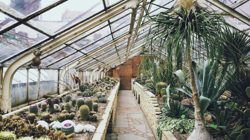 Free Image of Diverse Plant Collection in Greenhouse 