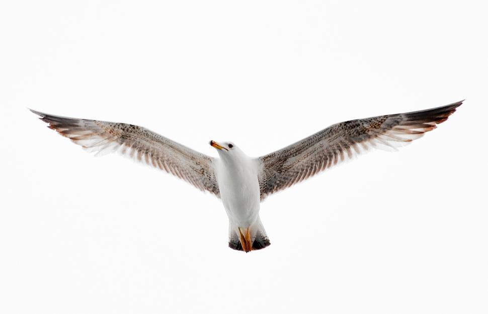 Free Image of Seagull Flying free 