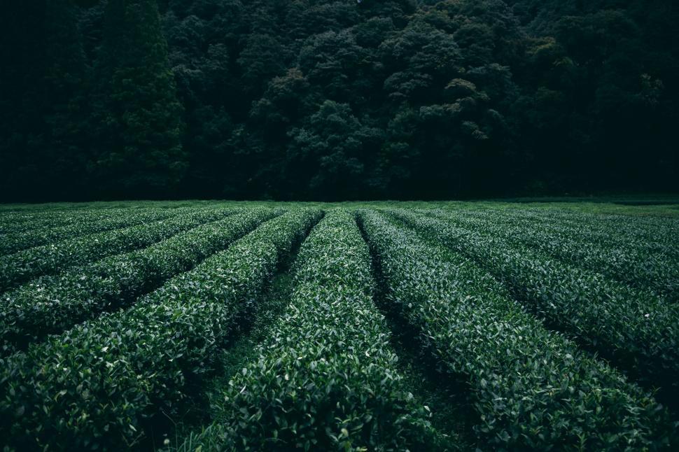 Free Image of Green Field With Trees in the Background 