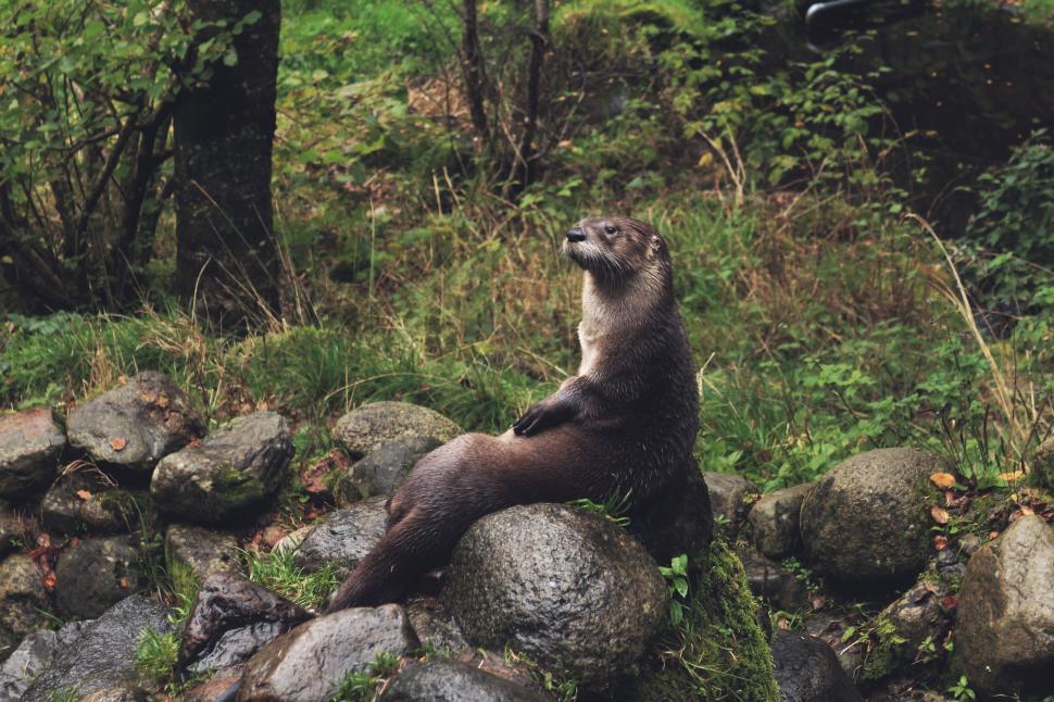 Free Image of Large Animal Sitting on Top of Pile of Rocks 