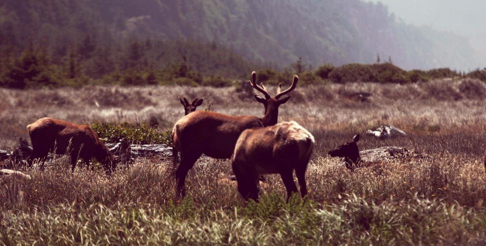 Free Image of Herd of Deer Standing on Grass Covered Field 