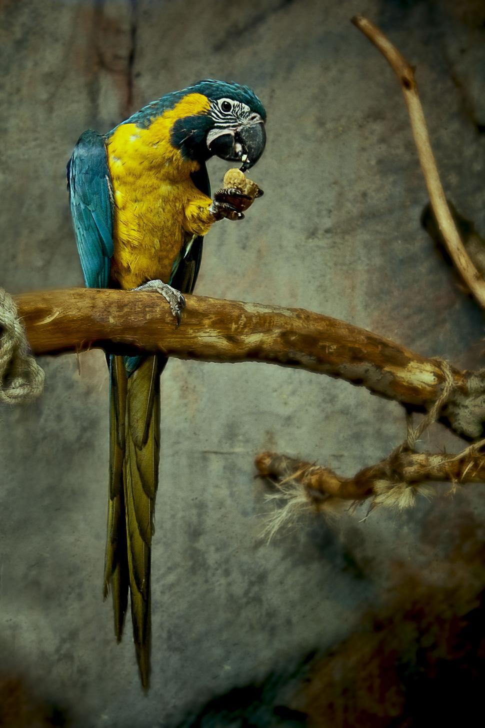 Free Image of Blue and Yellow Parrot Perched on Tree Branch 
