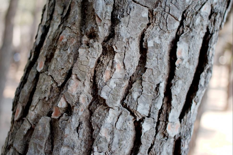 Free Image of The pine 
