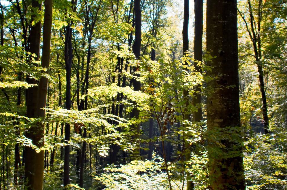 Free Image of Autumn forest 