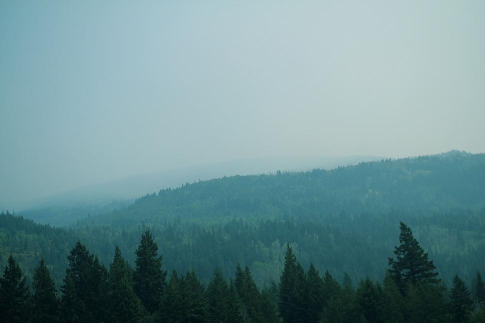 Free Image of Foggy Mountain With Trees in Foreground 