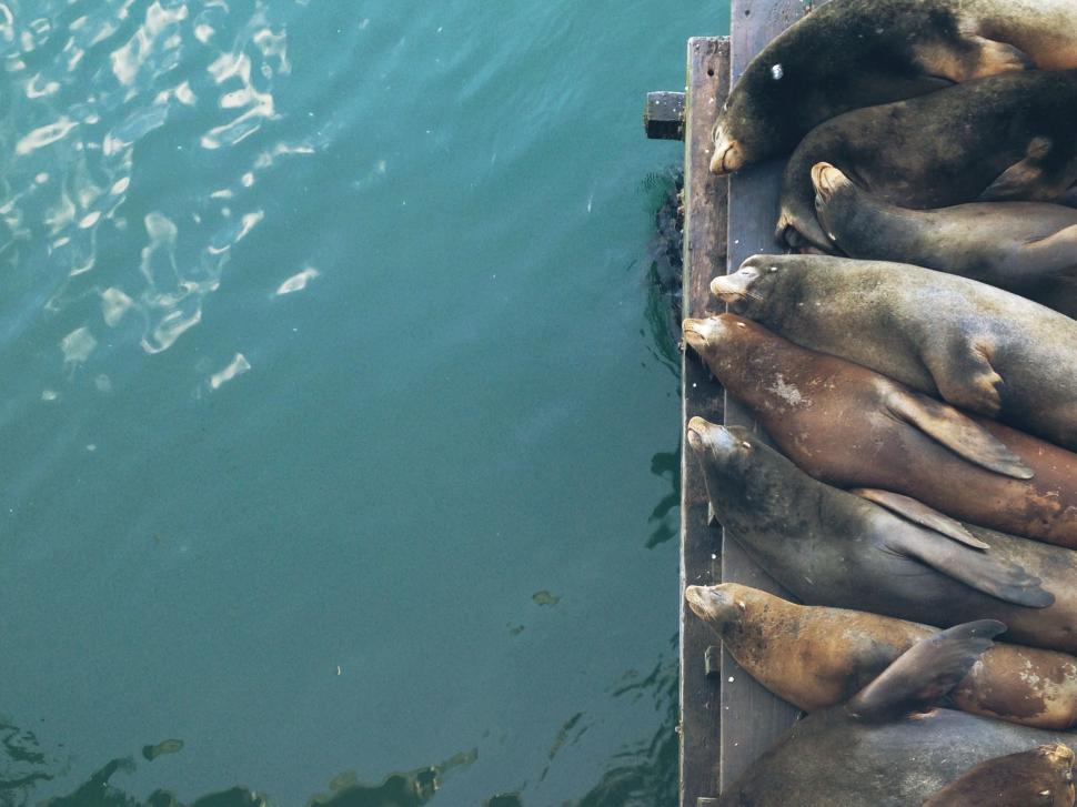 Free Image of Sea Lions Resting on a Dock 